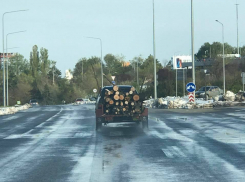 Уборка поваленных в столице деревьев обернулась охотой за древесиной