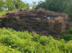 Проверка в Pădurea Domnească выявила гибель 40 тысяч молодых деревьев