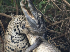 Ягуар схватился с огромным крокодилом и победил в битве 