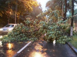 Первые последствия вернувшейся зимы: обесточенные сёла, упавшие деревья, поврежденные машины
