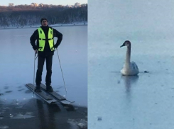 Замерзающего лебедя на Комсомольском озере спас лыжник