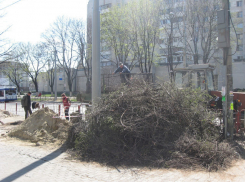 На бульваре Штефана чел Маре вырубают не высохшие деревья