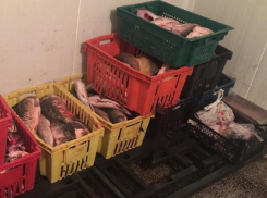 Множество нарушений на столичном предприятии по переработке рыбы сняли на видео