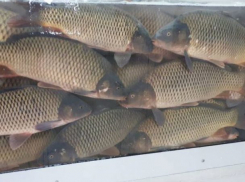 Покупка свежей рыбы «с рук» может представлять опасность для здоровья