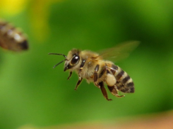 В Молдове может быть серьезный дефицит меда: узнайте причину