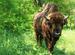 «Padurea domneasca» - маленький рай в сердце Молдовы