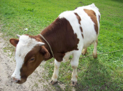 Резвый молодой бычок проткнул рогами женщину в Гагаузии