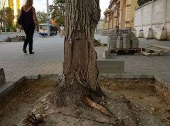 Укладчики плитки попытались варварски погубить деревья на главной улице Кишинева
