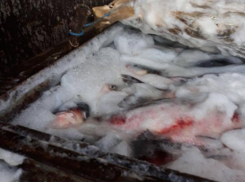 На Центральный рынок Кишинева опять едва не попала рыба неизвестного происхождения