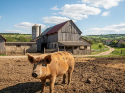В Новых Аненах задержан сын подозреваемого по делу об исчезновении и убийстве