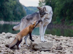 Лисы и волки помогли известным чиновникам и агенту украсть из бюджета Молдовы полтора миллиона леев