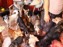 В Кишиневе запретят держать больше одного животного в квартире