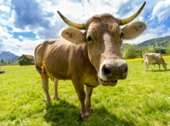 В молдавских сёлах почти исчезли коровы: содержание стало слишком дорогим, стойла пустуют