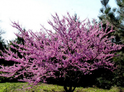 В четверг в Молдове будет до +20°C 