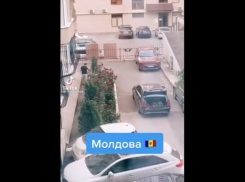 18+ Бедные мозгами владельцы мерседесов, ворующие цветы, уезжайте в Италию!