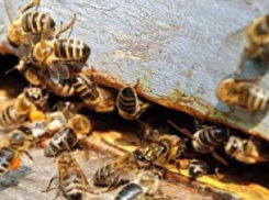 Взятку пчелами потребовал от больного сахарным диабетом молдавский врач