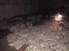 В Басарабяском районе при пожаре на ферме погибли 15 тысяч цыплят