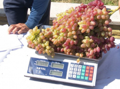 Почти 5 кило на одной грозди: в Кагульском районе удивили рекордным виноградом