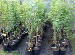 Уничтожение следовавшей в Болгарию партии молдавских саженцев груш совершили румынские таможенники