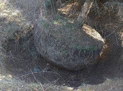 Уникальную красавицу-ель изуродовали и попытались похитить из столичного парка 