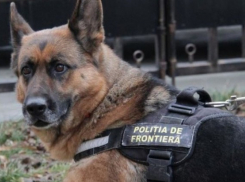 Преступник пытался сбежать из страны, однако пограничная собака «была другого мнения»