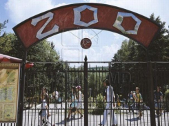 У медведей в зоопарке появится новый супервольер