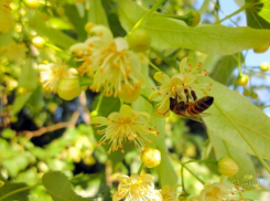 В Молдове будут производить экологически чистый мед