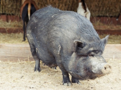 50 евро за информацию о мертвых кабанах - ANSA готова заплатить за помощь