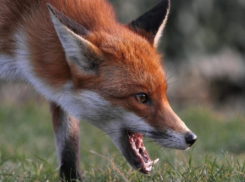 В Тараклии зафиксированы случаи бешенства у лисы и кошки