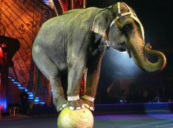 Цирковые номера с львами, медведями и слонами запретил парламент Румынии