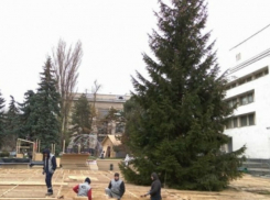 Огромную новогоднюю ёлку выпросил Павел Филип у правительства Бухареста 