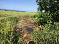 В Дрокии на пшеничное поле выбросили 16 зараженных чумой кабанов