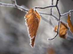 Морозно ночью, тепло днем – погода в Молдове на пятницу 