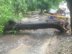В Кишиневе упавшим деревом убило женщину
