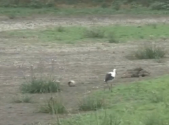 Из-за пересыхания притока Днестра два района Молдовы остались без воды