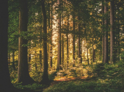 Полиция нашла 17-летнюю девочку, которая ушла за грибами в лес и пропала