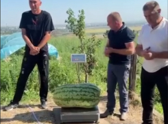 В Молдове вырастили арбуз-гигант весом 74 килограмма