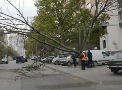 Упавшее на линию электропередач дерево по улице Христо Ботева перекрыло движение транспорта