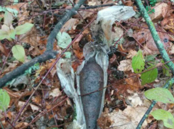 Взрывоопасный снаряд обнаружили в лесу Рышкановки в Кишиневе