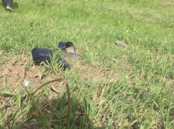 Злой рок: в семье раздавленной трактором женщины недавно погибли еще двое