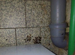 Мерзкие «звери» оккупировали блоки с новорожденными института матери и ребенка в Кишиневе 