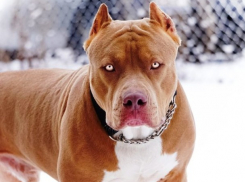 Инцидент с нападением питбуля в Кишиневе получил продолжение в гражданской петиции