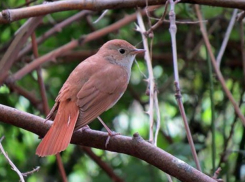 Редкий гость в Молдове: орнитологи окольцевали южного соловья