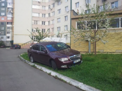 Кишиневец припарковался на газоне под цветущим деревом