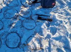 Два оленя были убиты и спрятаны в лесу в Дондюшанах: начато расследование