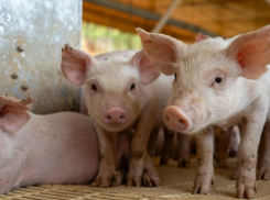 Шокирующее преступление в Новоаненском районе: фермер и его сожительница подозреваются в убийстве трех мужчин и кормлении свиней их телами