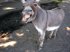 Курьезное ДТП: автомобиль столкнулся с ослом в Вулканештах