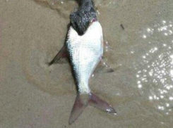 Невиданное чудовище вызвало панику у отдыхающих на украинском пляже