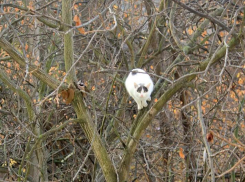 Кошка переполошила жителей района в Кишиневе