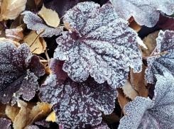 Предупреждение синоптиков: ночью в Молдове ожидаются заморозки до –3°С